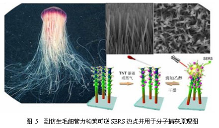 仿生表面增强拉曼散射(SERS)芯片的设计及在爆炸物痕量分析中的应用